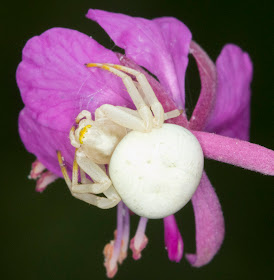 Crab spider, Misumena vatia, on Rosebay Willowherb, Chamerion angustifolium.  High Elms Country Park, 14 July 2011.