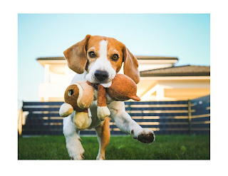 Beagles are an energetic and intelligent breed known for their keen sense of smell and love for exploration. While physical exercise is essential for their well-being, mental stimulation is equally important to keep them happy and healthy