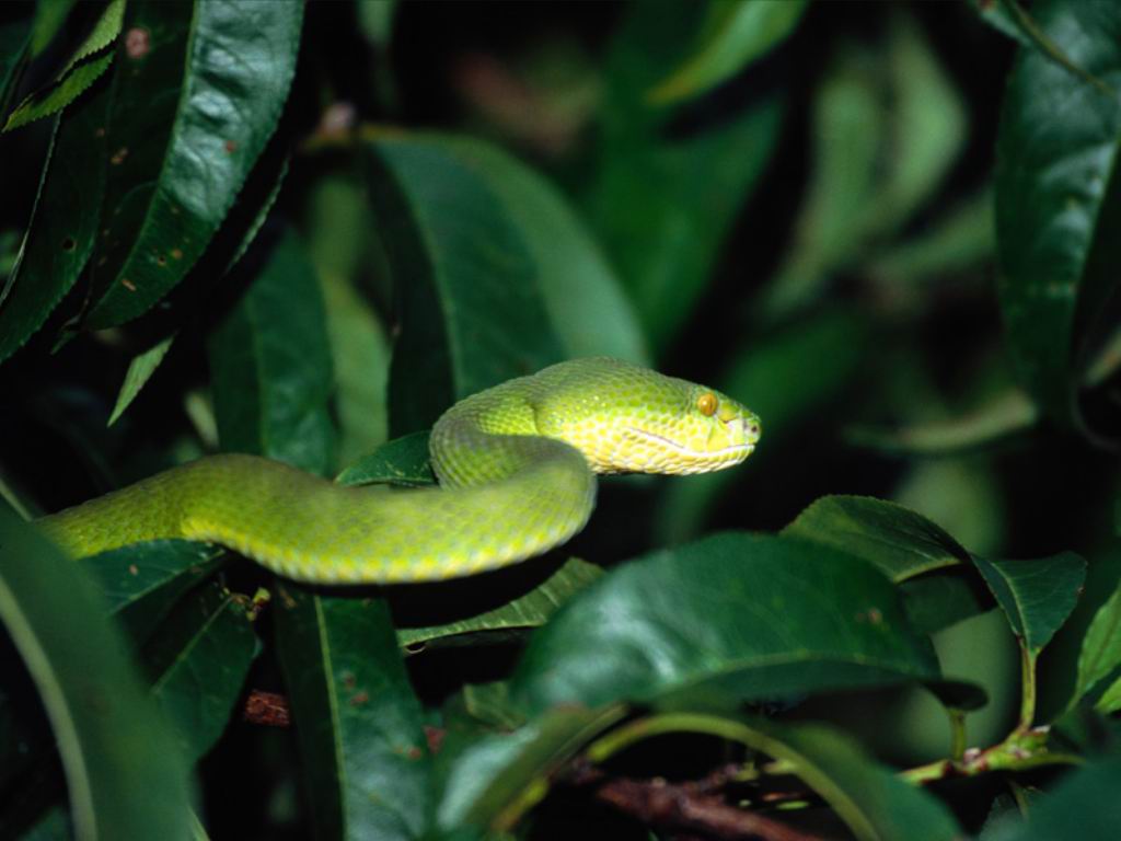 Free Snake Wallpapers - Snake Pictures - Snake Images Download ...