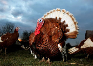 Bourbon Red Turkey Chicken Poultry