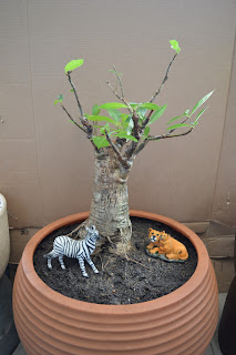 Mudas de baobá para bonsai - Bonsai de baobá - venda de mudas de baobá em Recife.