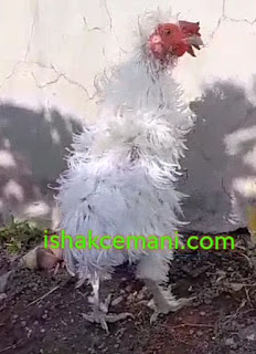 Ayam Walik Tukung Putih Legendaris Indonesia