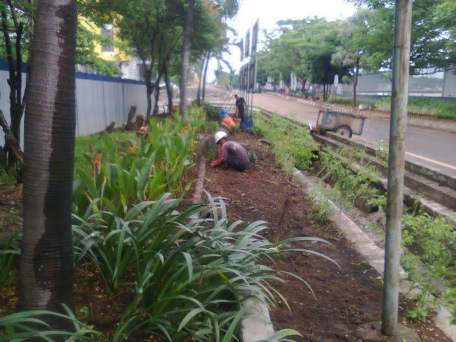 tukang taman ciputat