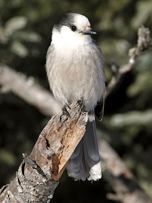 Gray Jay