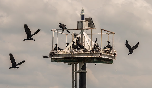 Photo of cormorants nesting on a navigation mark in the Solway Firth