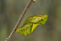 Troides aeacus pupa