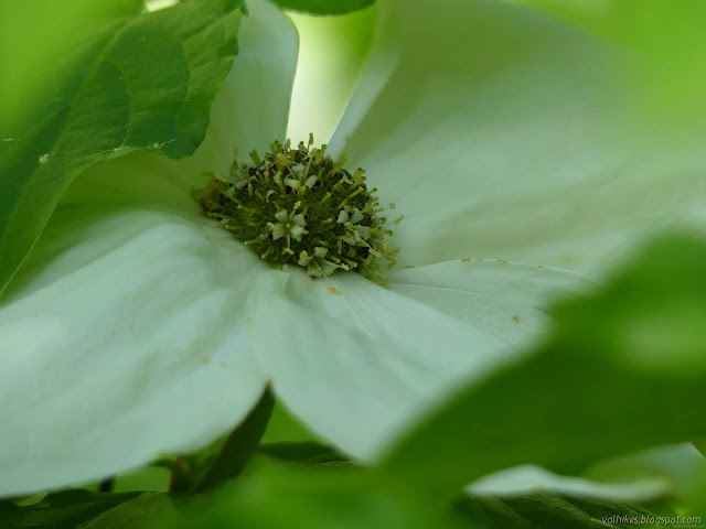 tiny tree flowers