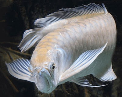 Ini Dia Harga Ikan Arwana Silver Dewasa Termurah 2022 