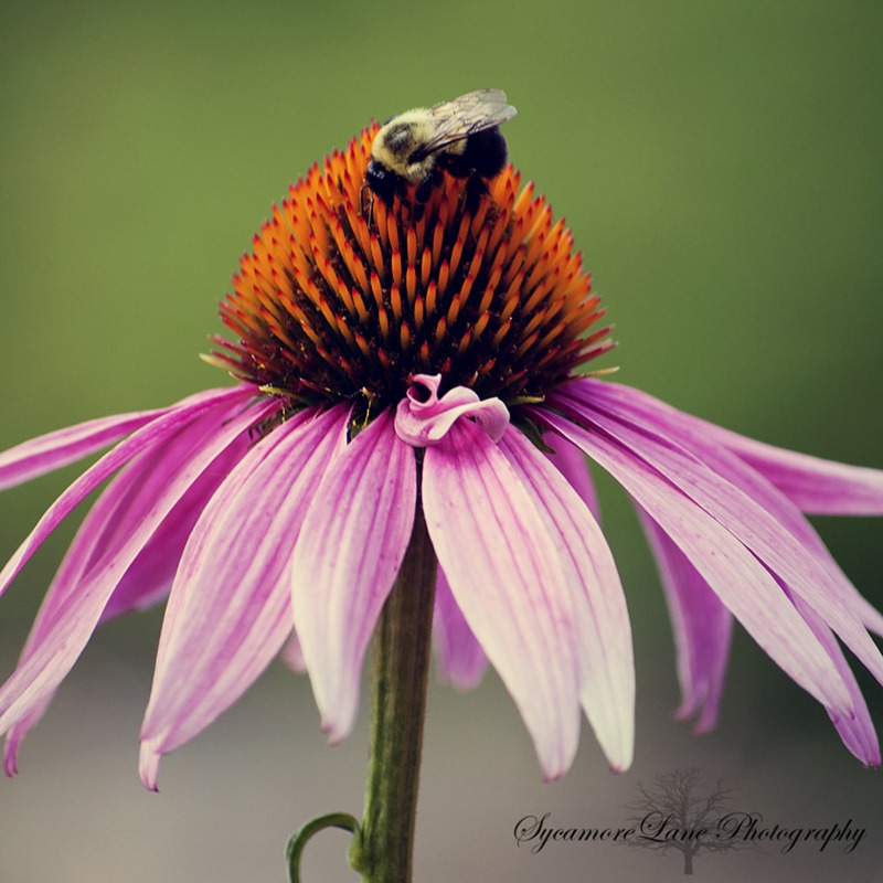 Coneflower-bee-w-SycamoreLane Photography