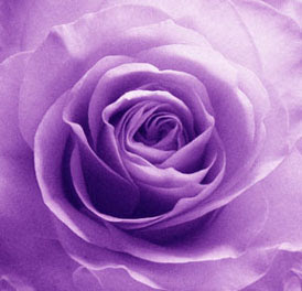 Purple roses primarily stand