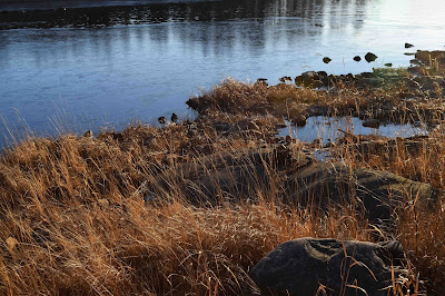 Strand vacker natur