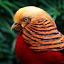 Top 10 Most Beautiful Birds in the World