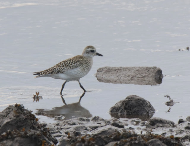 Chorlito gris (Pluvialis squatarola)