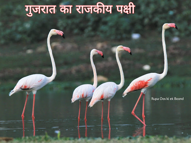 गुजरात का राजकीय/राज्य पक्षी || State Bird Of Gujarat ||