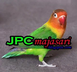 Daftar Harga Burung Lovebird Terbaru Januari 2018, Daftar Harga Burung Labet Terbaru Januari 2018, Daftar Harga Burung Lovebird Terbaru 2018 Update