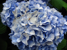 Hydangea 'Nikko Blue'