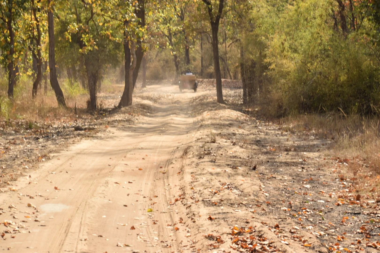 Bandhavgarh National Park - Wildlife Safari