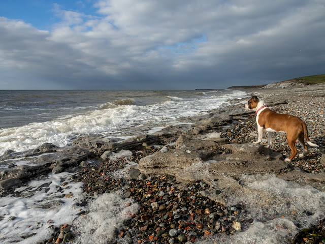 Photo of Ruby on the pebbles when the tide was in