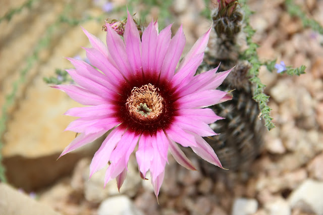 Echinocereus armatus