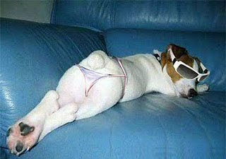 Funny dog where bikini dress
