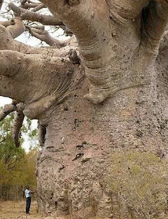 Pohon terbesar di dunia, The Biggest Tree in The World