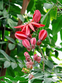 kwiat passiflora coccinea