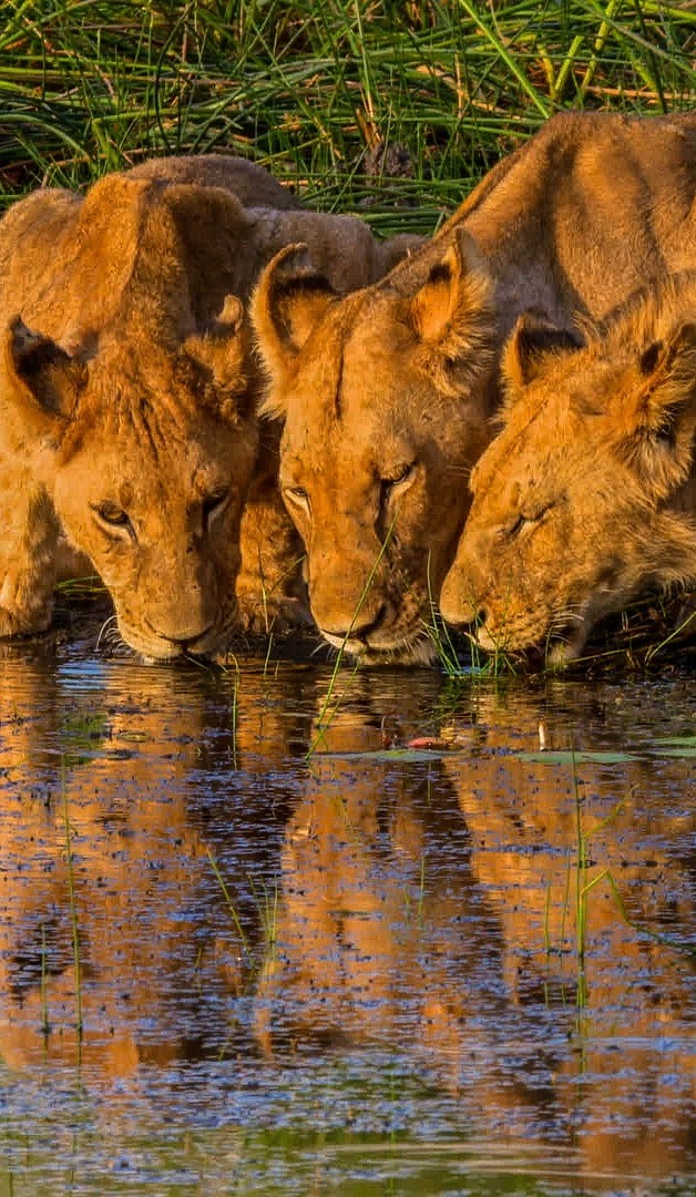 Lionesses quenching their thirst.