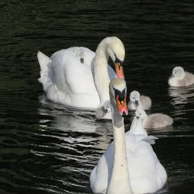 Swans and cygnets on the River Dodder in Dublin