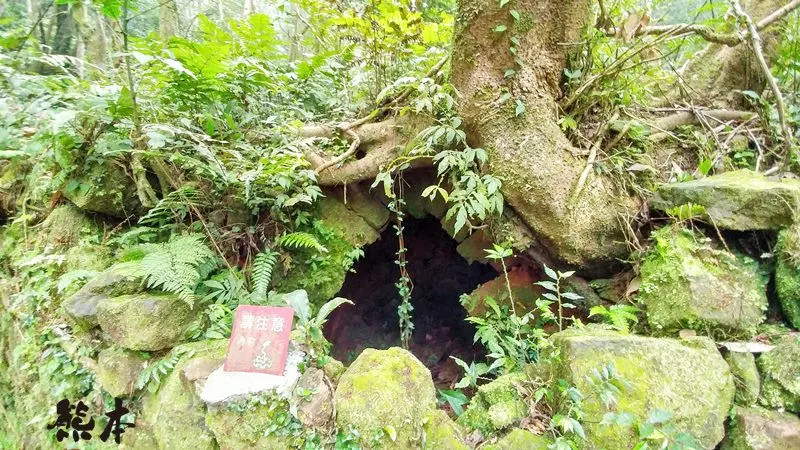 熊空茶園櫻花季|三峽熊空古窯｜三峽同心茶園｜三峽熊空櫻花園