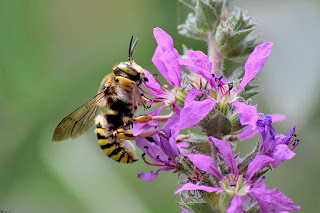 abeja-cardadora-anthidium-florentinum-