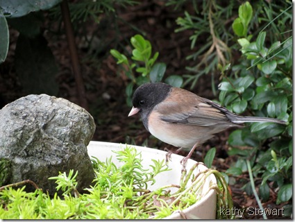 Dark-eyed Junco