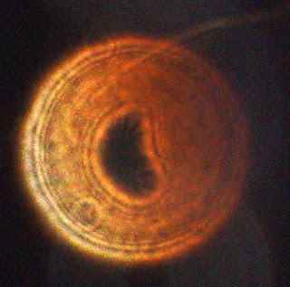 orange orb with semi-circular hole