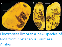 https://sciencythoughts.blogspot.com/2018/12/electrorana-limoae-new-species-of-frog.html