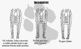 pés dianteiros de cães