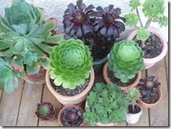 Aeonium 3