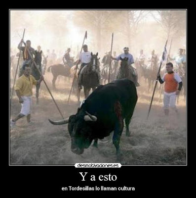 Toro de la Vega, barbarie Made in Spain