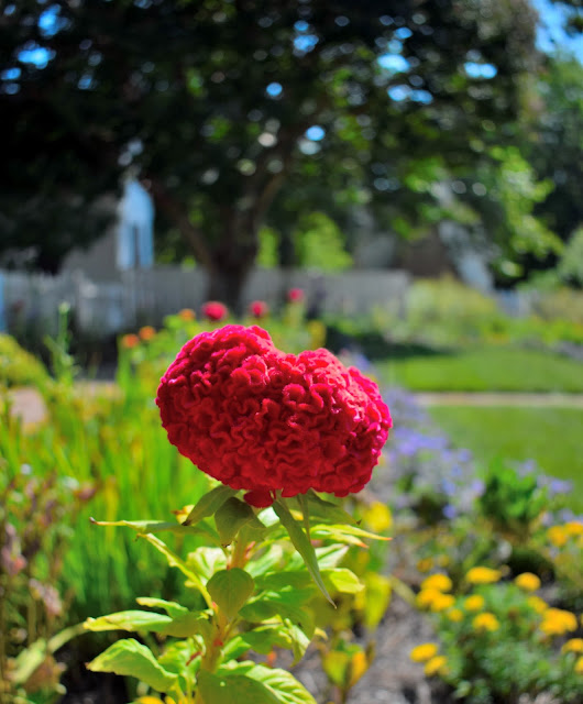 heart flower blooms 