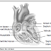  Struktur Jantung Manusia 