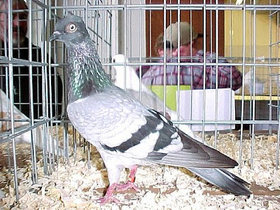 Vienna Long Faced Tumbler Pigeon