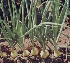 lilliaceae