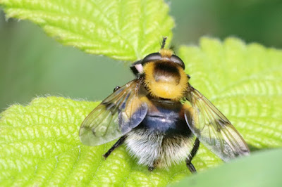Bumblebee hoverfly (Volucella bombylans plumata) recorded and photographed by Roy Lowry.