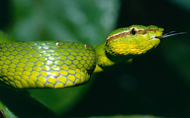 Ular pit viper