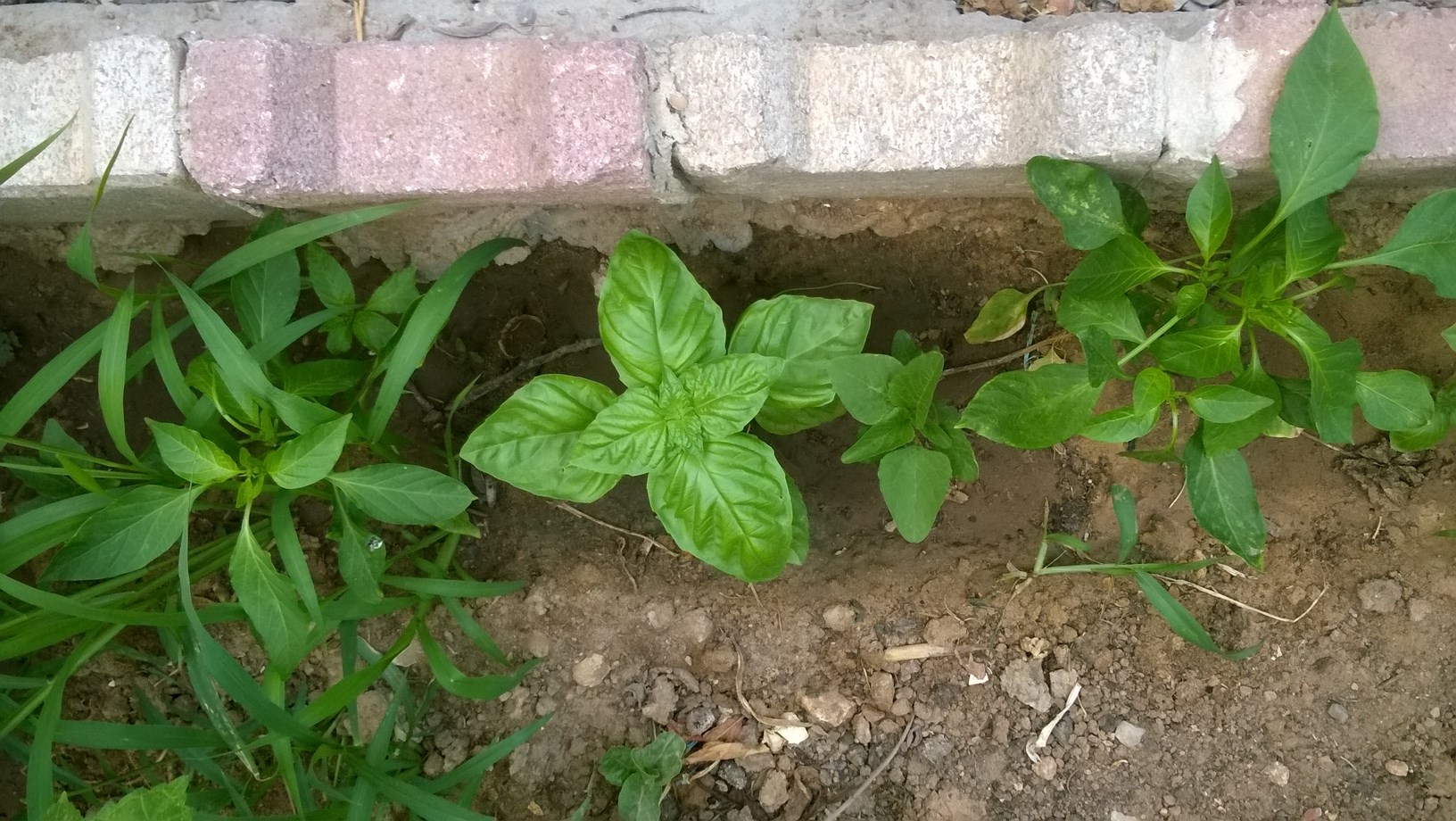 i planted a basil plant between peppers plants