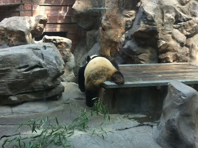 funny animals of the week, lazy panda