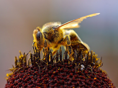 Gambar Bagus Lebah