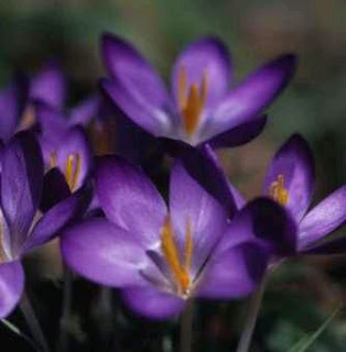 Flores, Fotos de Violetas, parte 1