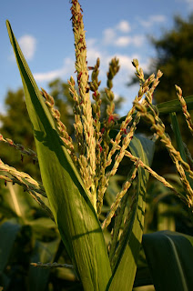 Red pollen on Ruby Queen corn tassels