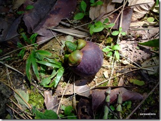 Sarawak Lens Local fruits at Gunung Jagoi 09 12 18 Sarawak Lens Local fruits at Gunung Jagoi 09 12 18