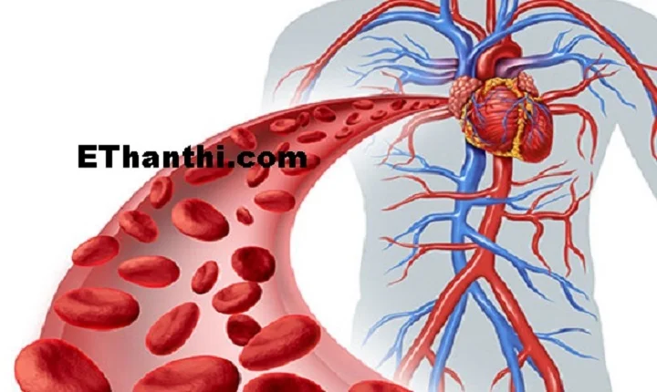 இரத்த ஓட்டம் உடல் முழுதும் சீராகிறது.
