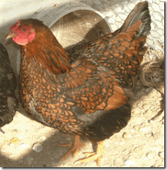 golden laced wyandotte